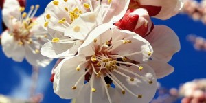 Beitragsbild des Blogbeitrags Marillenblüte in der Wachau: Lohnt sich ein Ausflug?