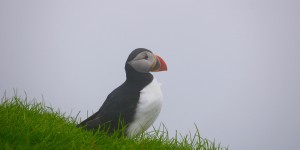 Beitragsbild des Blogbeitrags Färöer-Inseln – Tag 2: Tagesausflug auf die Vogelinsel Mykines 