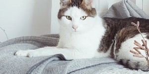 Beitragsbild des Blogbeitrags Plaids von S.Fischbacher Living - mehr als nur eine gewöhnliche Decke