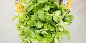 Beitragsbild des Blogbeitrags So ein Saftladen! Wir stellen gemeinsam Sirup her