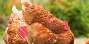 Beitragsbild des Blogbeitrags Waschbare Windeln für Tiere