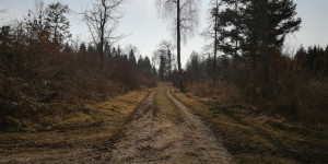 Beitragsbild des Blogbeitrags Kraft tanken im Wald 