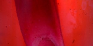 Beitragsbild des Blogbeitrags Rhabarber-Shutdown