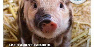 Beitragsbild des Blogbeitrags Erhebe deine Stimme!