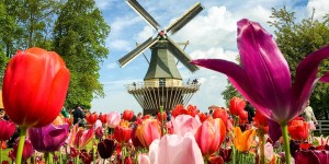 Beitragsbild des Blogbeitrags Keukenhof: Das Blumenmeer vor Amsterdam 
