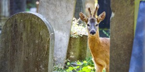 Beitragsbild des Blogbeitrags Wiener Highlights: Der Zentralfriedhof 