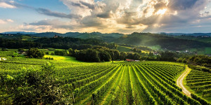 Beitragsbild des Blogbeitrags Gamlitz: Ein Kurztrip zum Wein