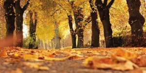 Beitragsbild des Blogbeitrags [Ernährung/Sport] Herbst-Motivations-Challenge 