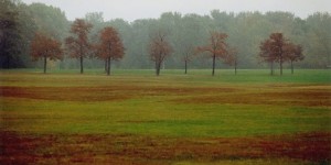 Beitragsbild des Blogbeitrags Kirschbäume im Herbst 