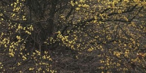 Beitragsbild des Blogbeitrags Kornelkirsche 