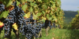 Beitragsbild des Blogbeitrags Weingut Cobenzl punktet bei Biosphärenpark Wienerwald-Weinwettbewerb