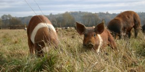 Beitragsbild des Blogbeitrags Biohof Labonca – „Mein Sonnenschwein“ 