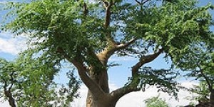Beitragsbild des Blogbeitrags Die Gutschein-Philosophie praktisch-bequem-blöd? Gesundheit per Tagespille?