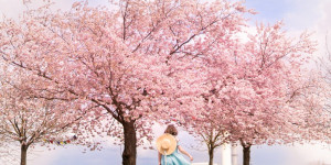 Beitragsbild des Blogbeitrags Kirschblüten und Magnolien in Wien | Vienna Spring Locations + Karte