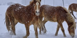 Beitragsbild des Blogbeitrags Haflinger im Schnee 