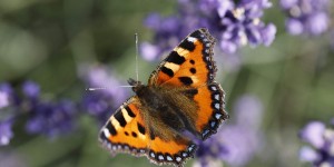 Beitragsbild des Blogbeitrags Alles im Leben hat seine Zeit, flieg´wie ein Schmetterling! 