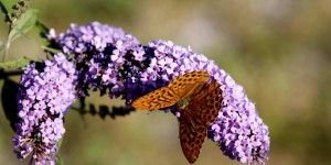 Beitragsbild des Blogbeitrags Das grosse Insektensterben