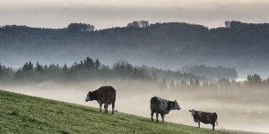Beitragsbild des Blogbeitrags Unsere Nutztiere. Ich mag Kühe. Aber auch Schweine und Hühner.