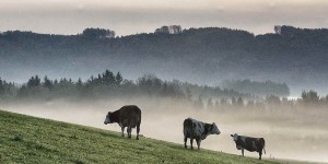 Beitragsbild des Blogbeitrags Unsere Nutztiere. Ich mag Kühe. Aber auch Schweine und Hühner. 