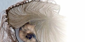 Beitragsbild des Blogbeitrags Seltene Arten | Vernissage: 27.02. 20 Bürmoos