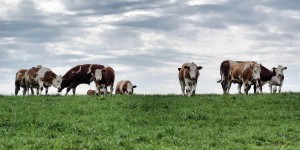 Beitragsbild des Blogbeitrags Vieh – Nutztier, Zahlungsmittel und Schimpfwort