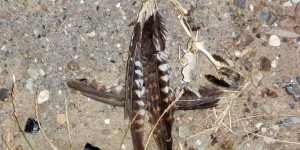 Beitragsbild des Blogbeitrags Federn – Schmuck, Füllmaterial und Schreibgeräte