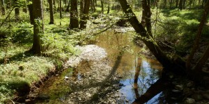 Beitragsbild des Blogbeitrags Am Ufer des Pladenbaches 