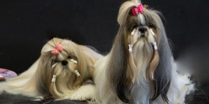 Beitragsbild des Blogbeitrags Hund – Haustier, Redewendung und Fast Food
