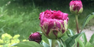 Beitragsbild des Blogbeitrags Pfingsten – Der 50. Tag nach Ostern