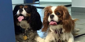 Beitragsbild des Blogbeitrags Casy und Mia, beste Freundinnen 