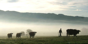 Beitragsbild des Blogbeitrags Nebel – Dunst und Dunkelheit