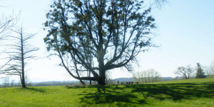 Beitragsbild des Blogbeitrags Mein Besuch bei alten Bäumen (2) Weitwörth – Schloss und Allee