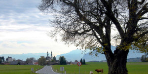 Beitragsbild des Blogbeitrags Mein Besuch bei alten Bäumen (4)