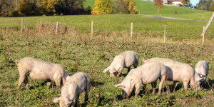 Beitragsbild des Blogbeitrags Schwein gehabt!