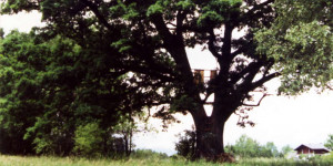 Beitragsbild des Blogbeitrags Zehmemoos: alte Eiche und Weide