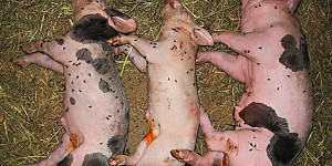 Beitragsbild des Blogbeitrags Kastration von Ferkeln am Biohof