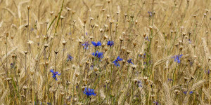 Beitragsbild des Blogbeitrags Kornblumenblau