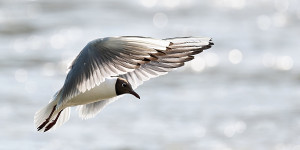 Beitragsbild des Blogbeitrags Eine Möwe über der Salzach