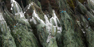 Beitragsbild des Blogbeitrags Zweiter Adventsonntag
