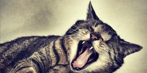 Beitragsbild des Blogbeitrags Katzen halten sich Personal