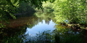 Beitragsbild des Blogbeitrags Namenlose Gräber im Wald 