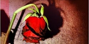 Beitragsbild des Blogbeitrags Dreh dich nicht um von Karin Slaughter 