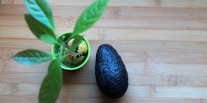 Beitragsbild des Blogbeitrags Morgengedanken – Avocado, Toast und Schubladen 