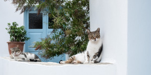 Beitragsbild des Blogbeitrags INSELHÜPFEN-MYKONOS, AMORGOS, KLEINE KYKLADEN