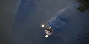 Beitragsbild des Blogbeitrags Carpa in porchetta
