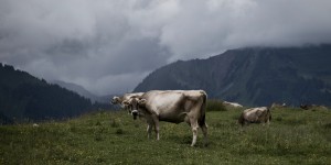 Beitragsbild des Blogbeitrags Auf den Spuren der Heumilch