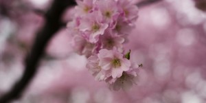 Beitragsbild des Blogbeitrags Panna Sakura 