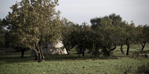 Beitragsbild des Blogbeitrags Apulien: Fifty Shades of Olive