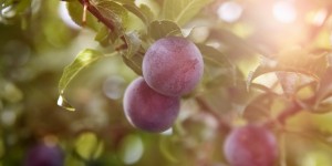 Beitragsbild des Blogbeitrags Milchreis mit einem Klecks Lila