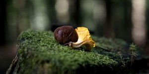 Beitragsbild des Blogbeitrags Auf dem Holzweg